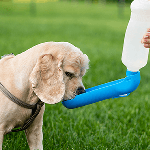 Najlepsza woda dla psa pojenie