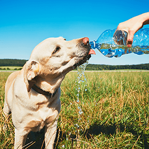 Najlepsza woda dla psa mineralna